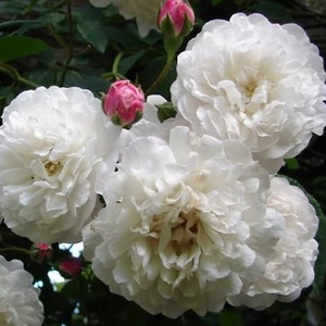 Bijela - Ruža - Félicité et Perpétue - Narudžba ruža